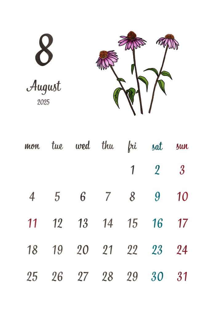 カレンダー｜2025年8月｜エキナセア