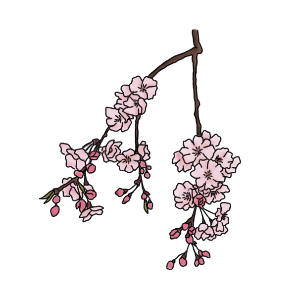 枝垂れ桜のイラスト