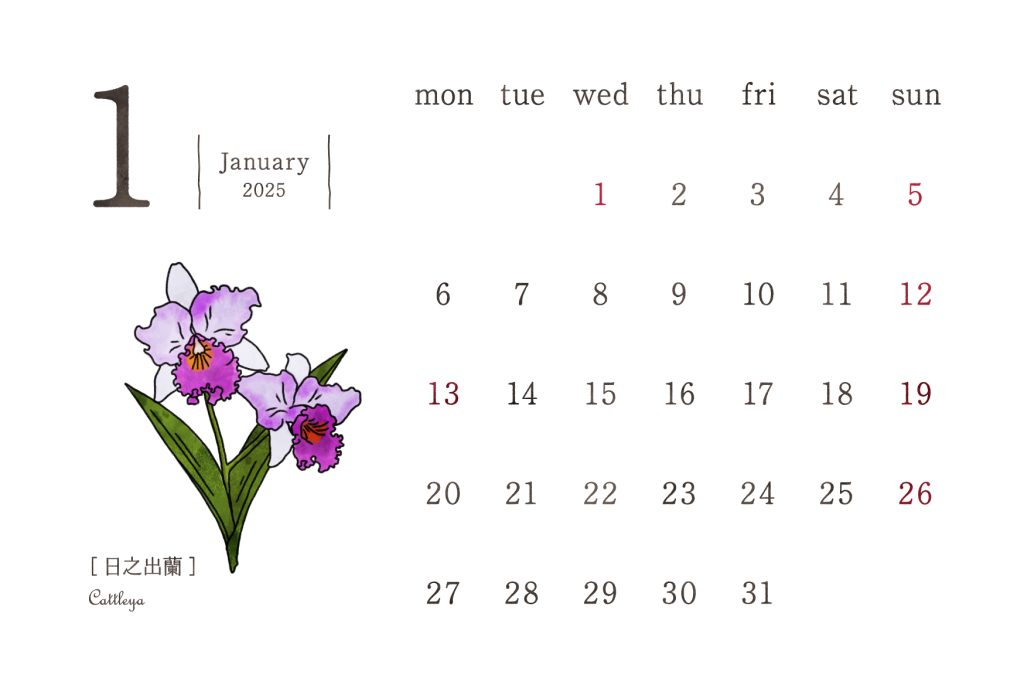 和の花カレンダー｜2025年1月｜日之出蘭（カトレア）