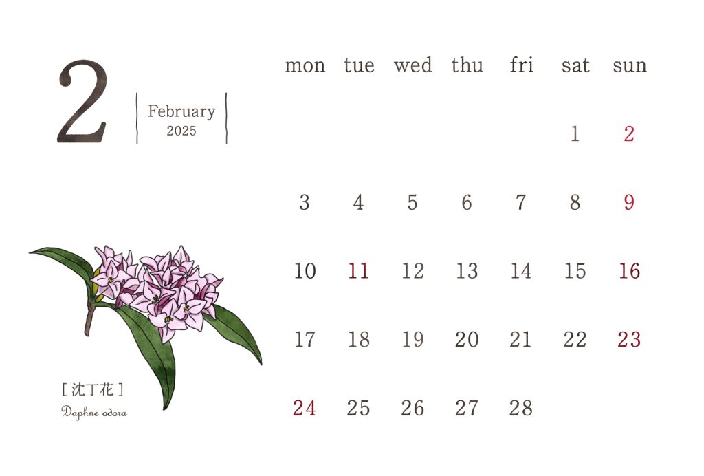 和の花カレンダー｜2025年2月｜沈丁花