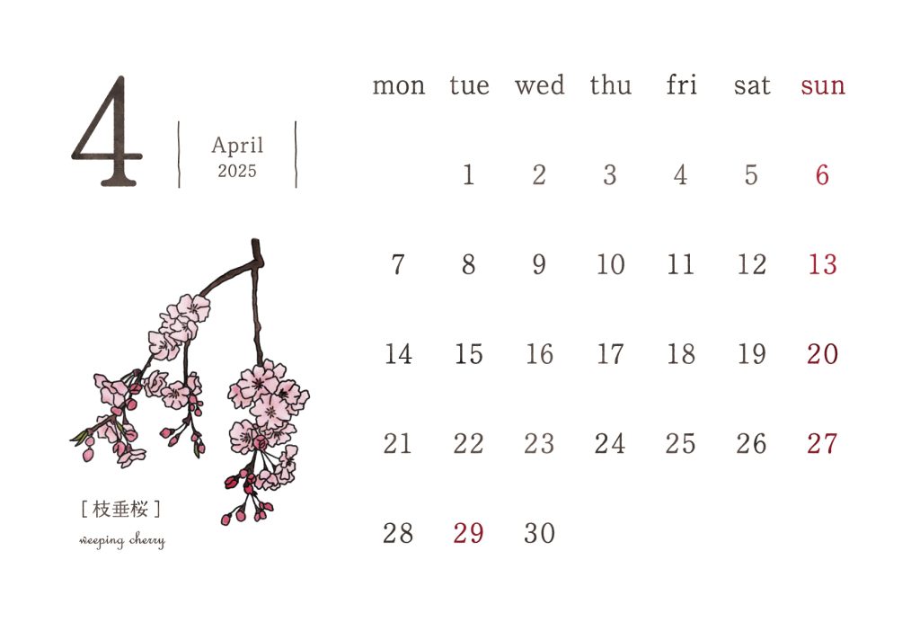 和の花カレンダー｜2025年4月｜枝垂桜
