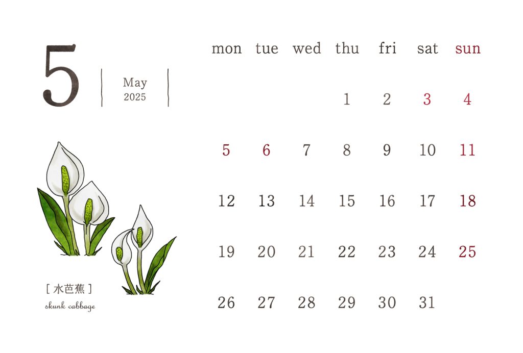 和の花カレンダー｜2025年5月｜水芭蕉