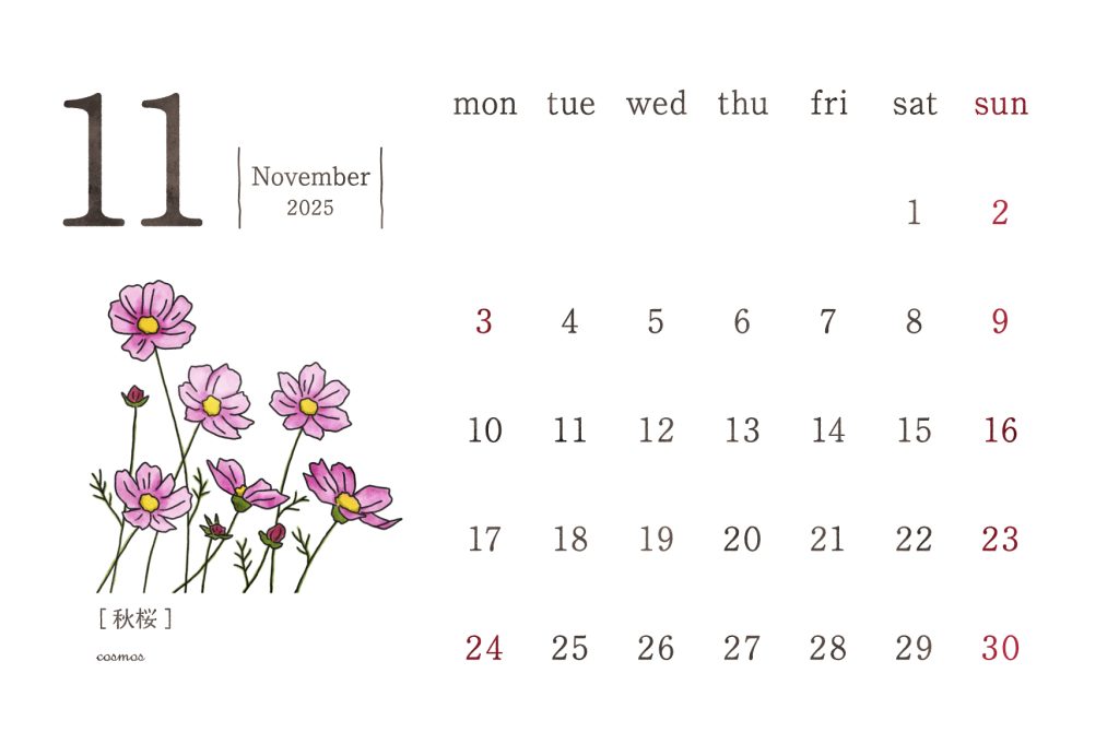 和の花カレンダー｜2025年11月｜秋桜