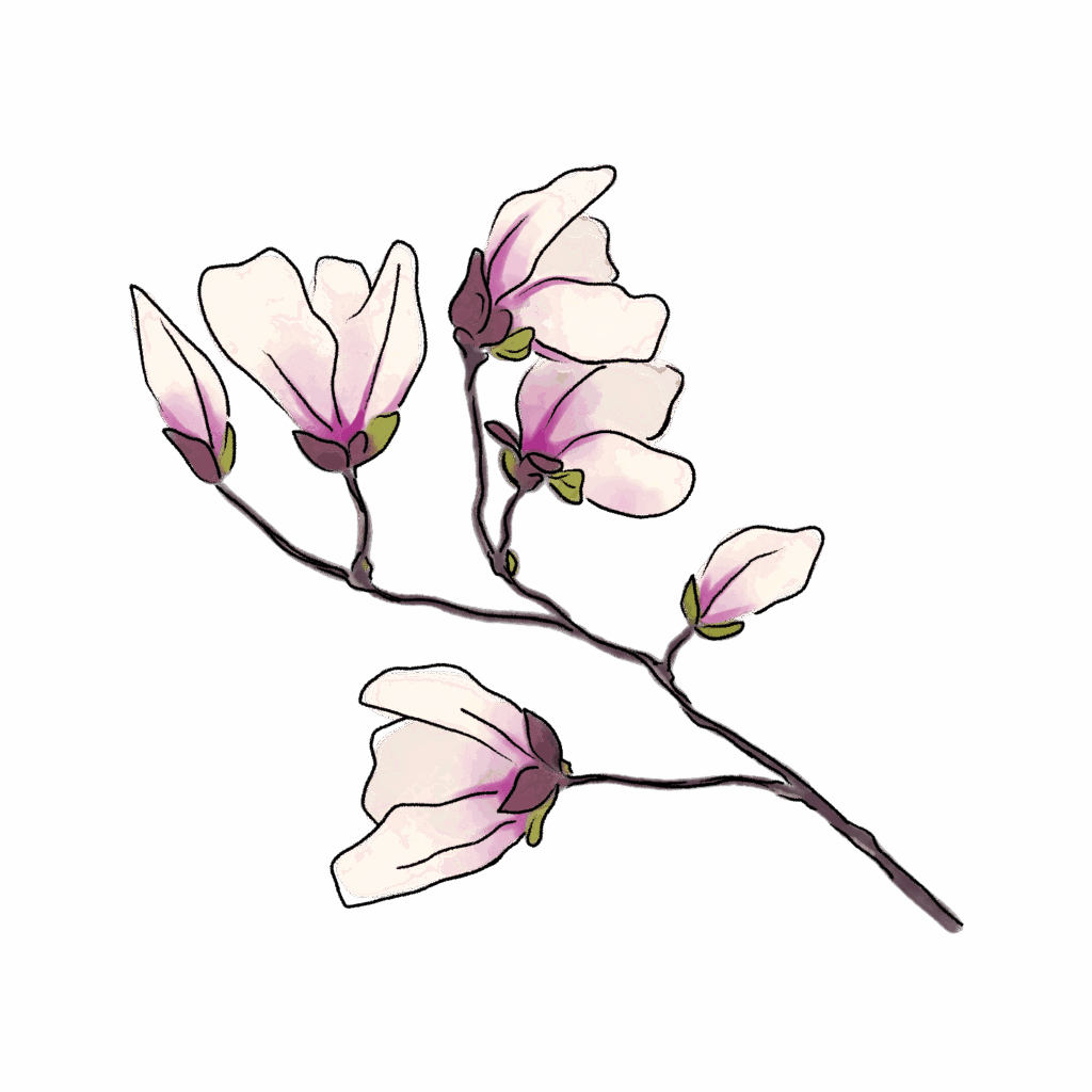 木蓮のイラスト