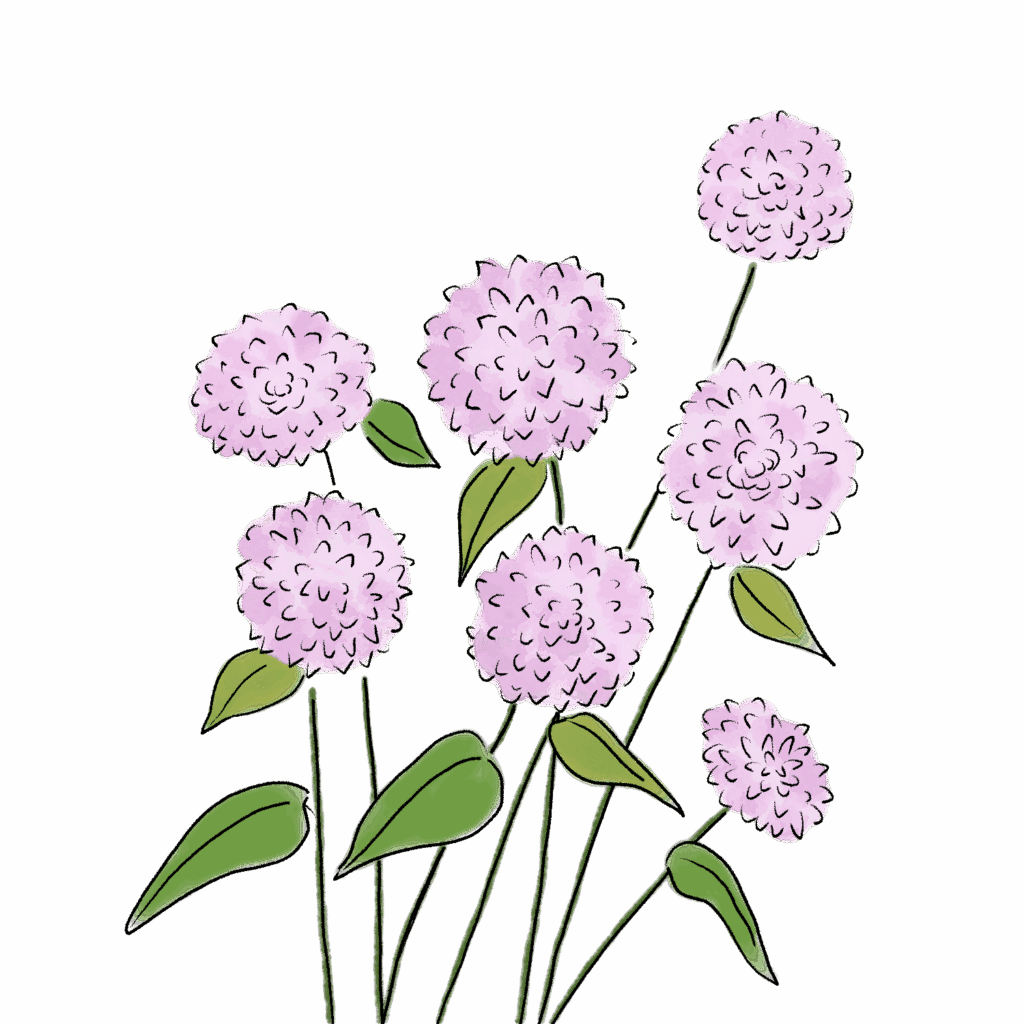 センニチコウのイラスト