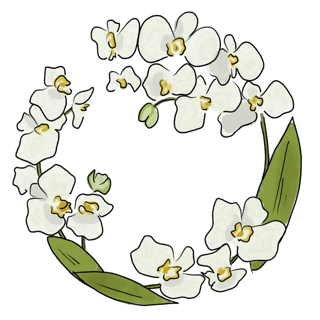 胡蝶蘭のイラスト