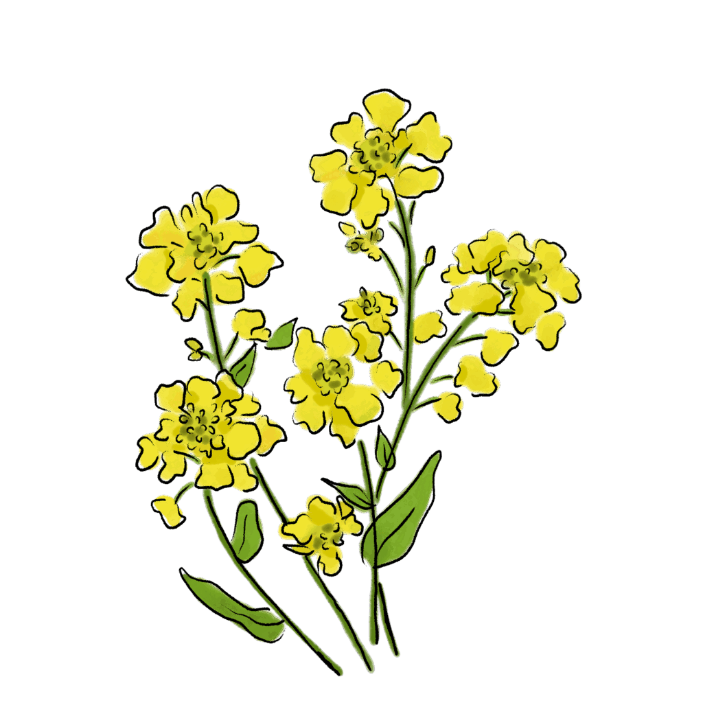 菜の花のイラスト