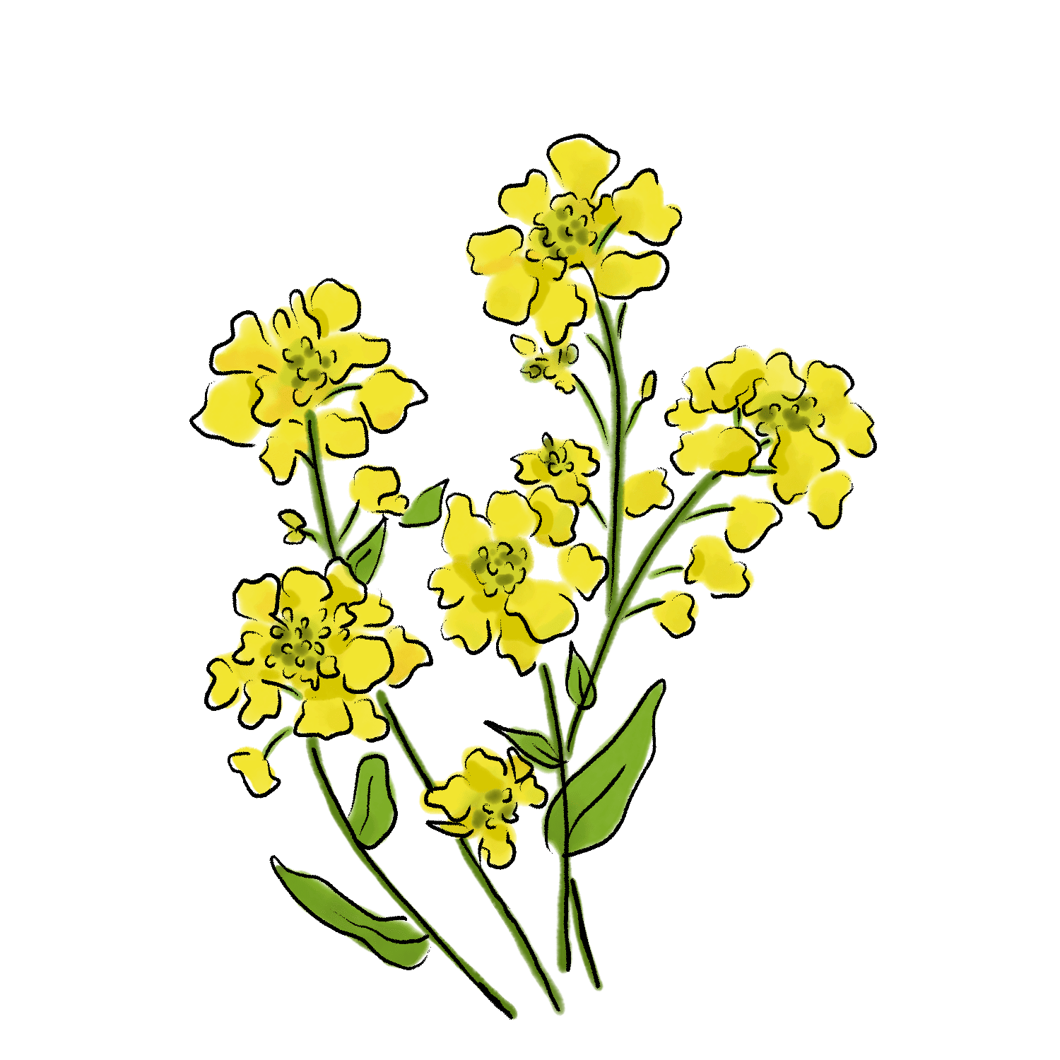 菜の花のイラスト