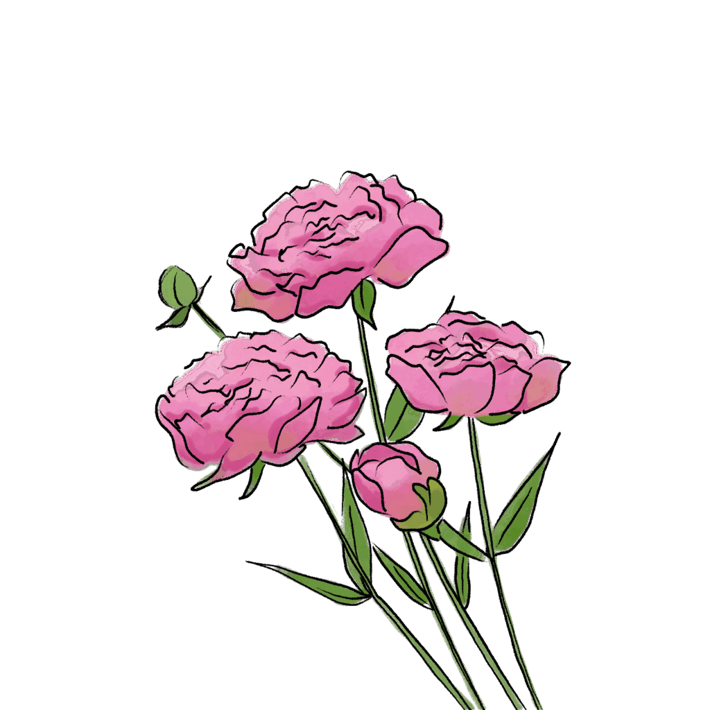 牡丹のイラスト