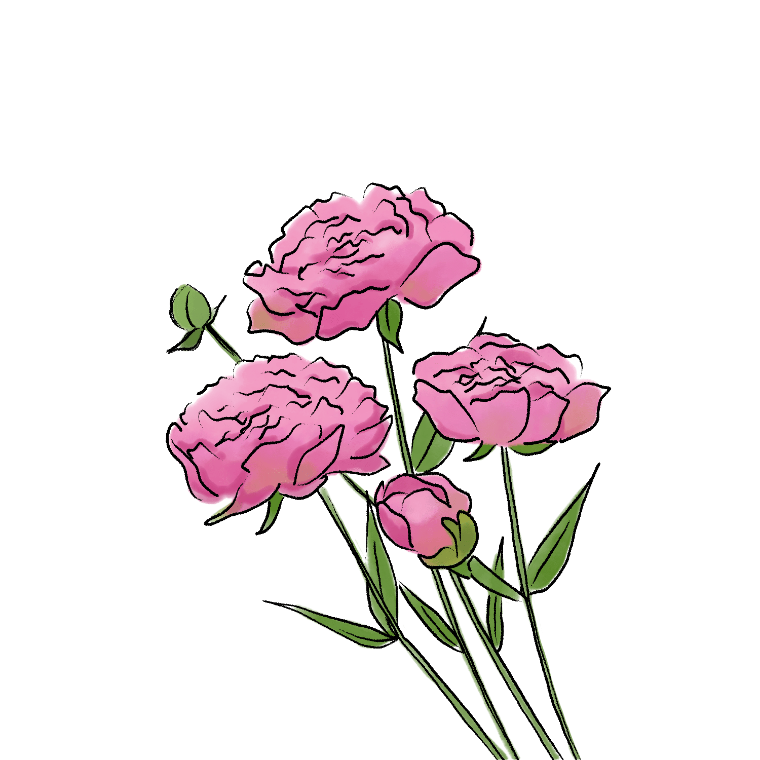 牡丹のイラスト