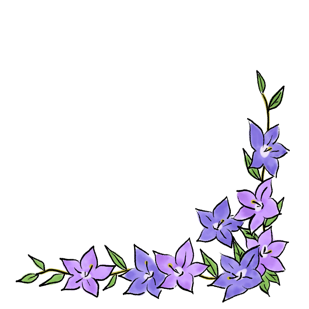 キキョウのイラスト